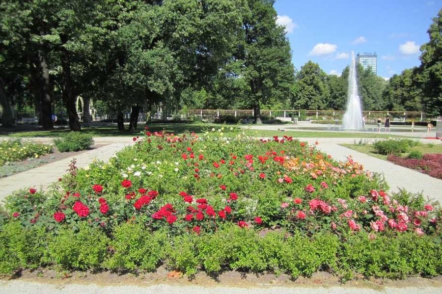 Ein gepflegter Rosengarten mit roten und rosa Rosen in einem Park, im Hintergrund ein Springbrunnen, große Bäume und ein Hochhaus unter blauem Himmel mit weißen Wolken.